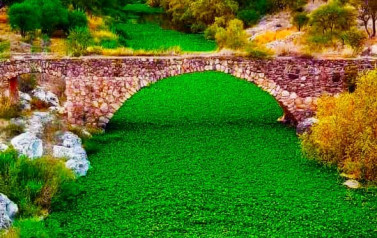 PUENTE ANTIGUO DE CARTAGENAS LLENO DE LIRIOS